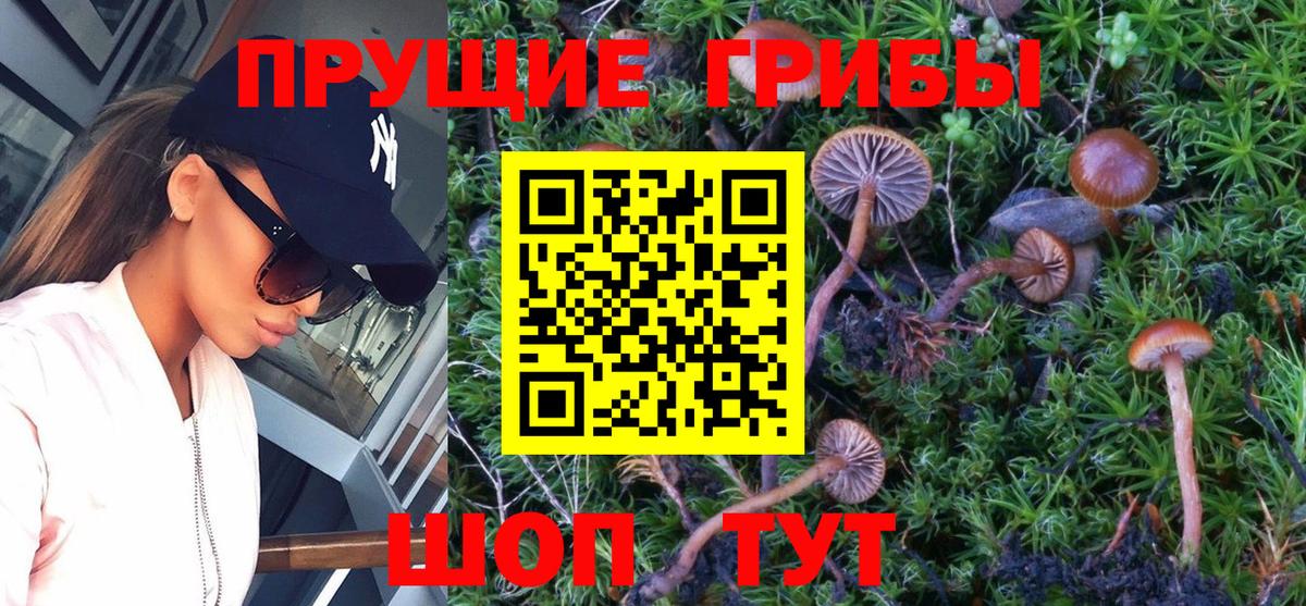 Псилоцибиновые грибы прущие грибы Волхов